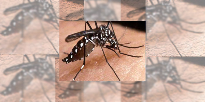 Mosquito Aedes