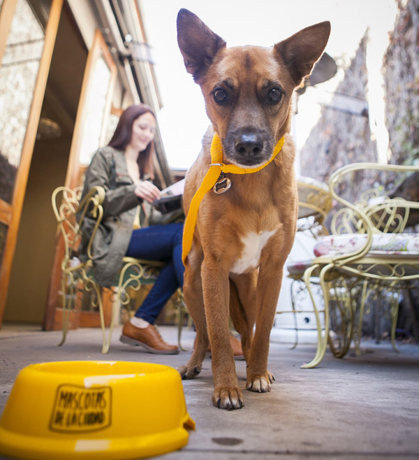 Mascotas en restaurantes