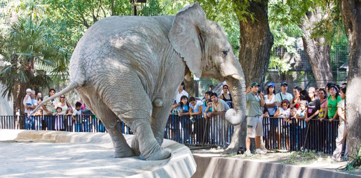 Transformarán el Zoológico