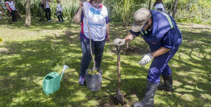 Plantarán 3.000 árboles