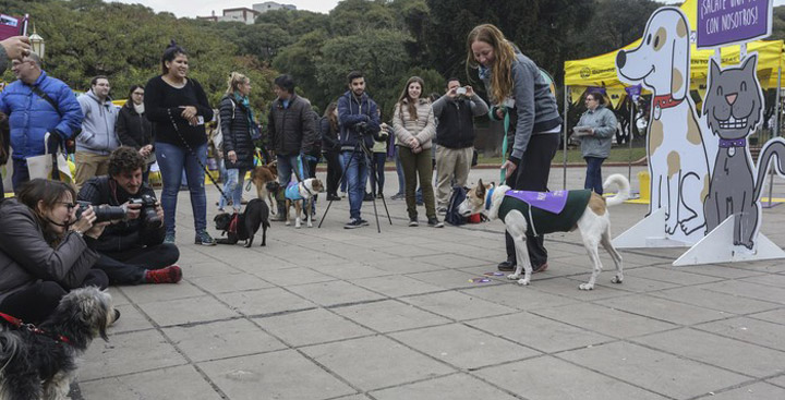 Mascotas en adopción