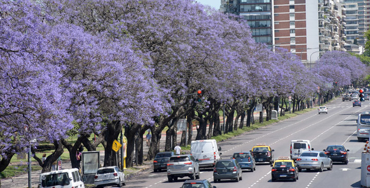 Campaña de reforestación