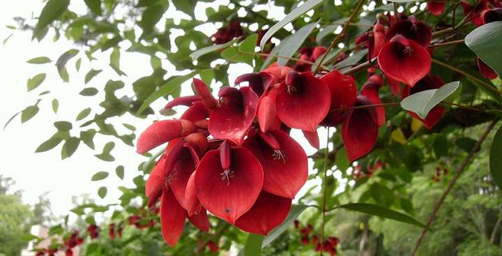 Día de la flor nacional