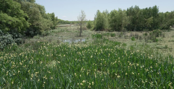 Laguna de los Patos