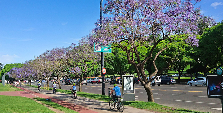 Semana del Árbol