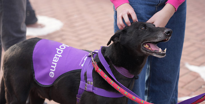 Adopción de Perros y Gatos