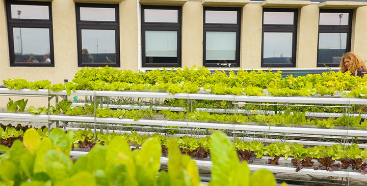 Agricultura urbana