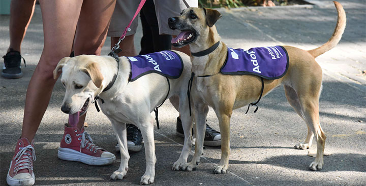 Jornada de Adopción de Mascotas Jornada de Adopción de Mascotas