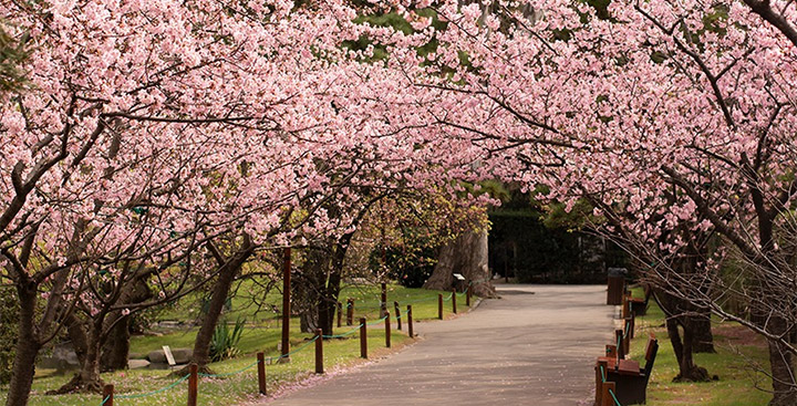 Sakura en el Jardín Japonés