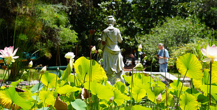 Verano en el Jardín Botánico Verano en el Jardín Botánico