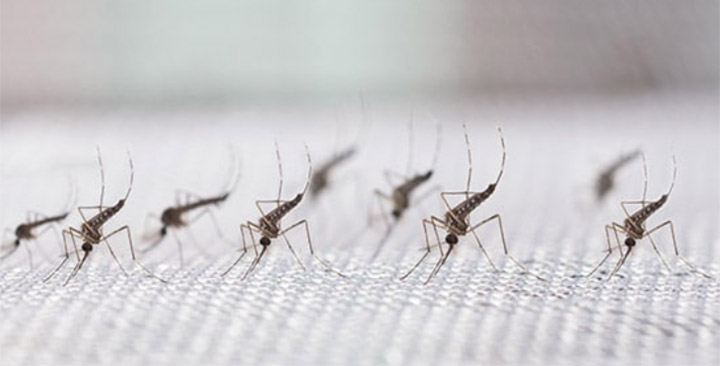 Dengue en la Ciudad Dengue en la Ciudad